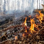 Особый противопожарный режим введут в тобольских лесах 25 апреля