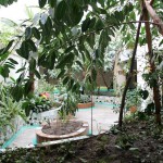 Тобольские биологи помогут обустроить школьный ботанический сад