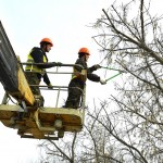 В Тобольске на главных улицах проводят обрезку деревьев